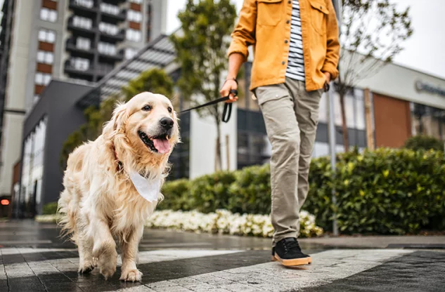 Marche avec chien dans centre urbain