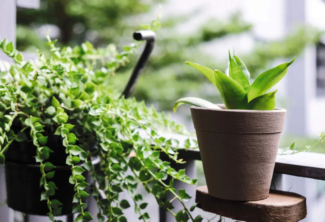 plantes sur balcon