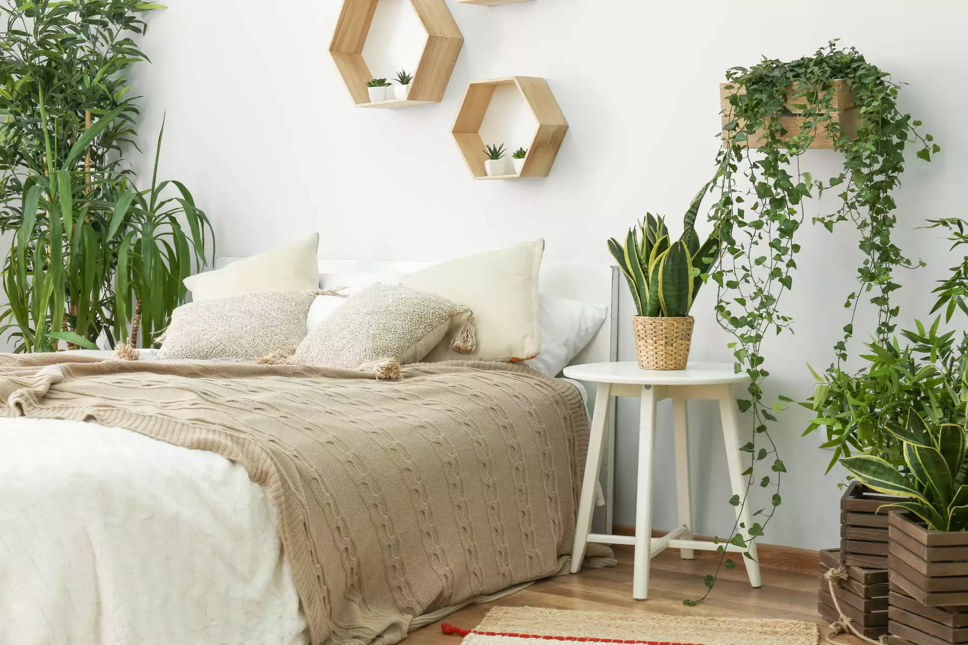 plantes chambre