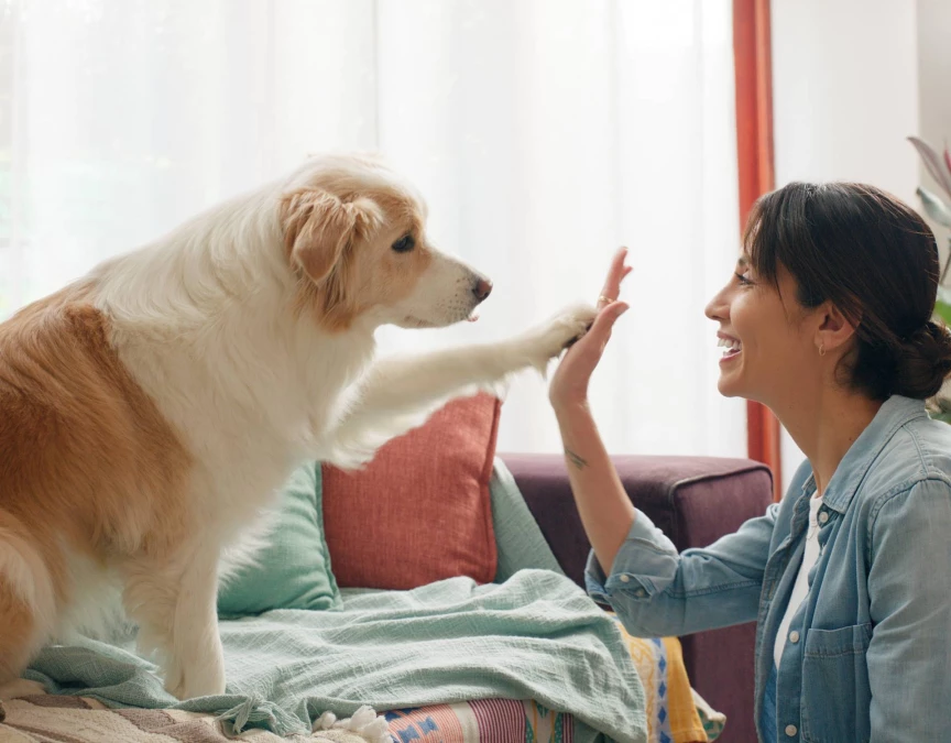High five chien avec maîtresse